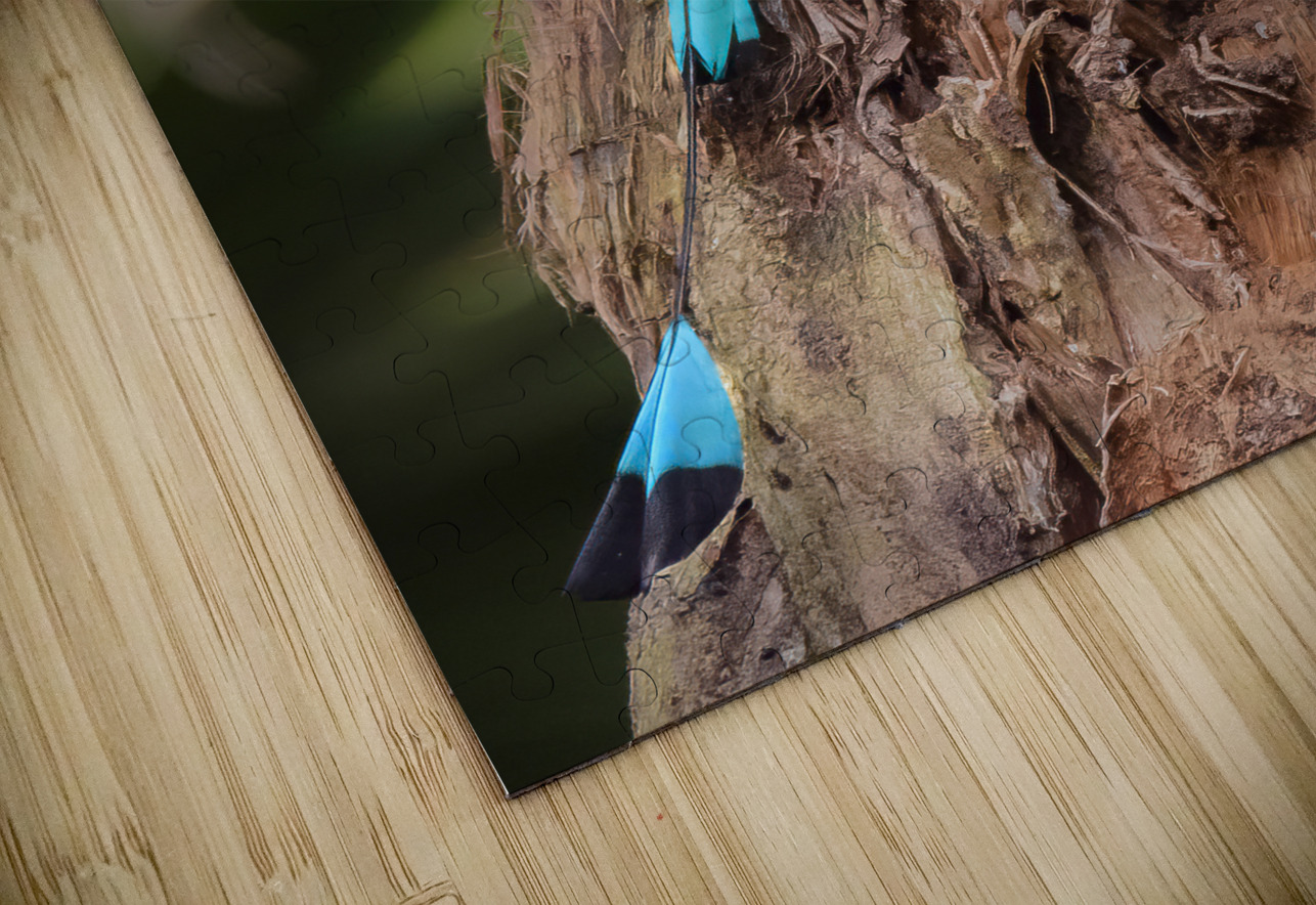 Mot Mot  Clock bird Justin Richard Batten Puzzle