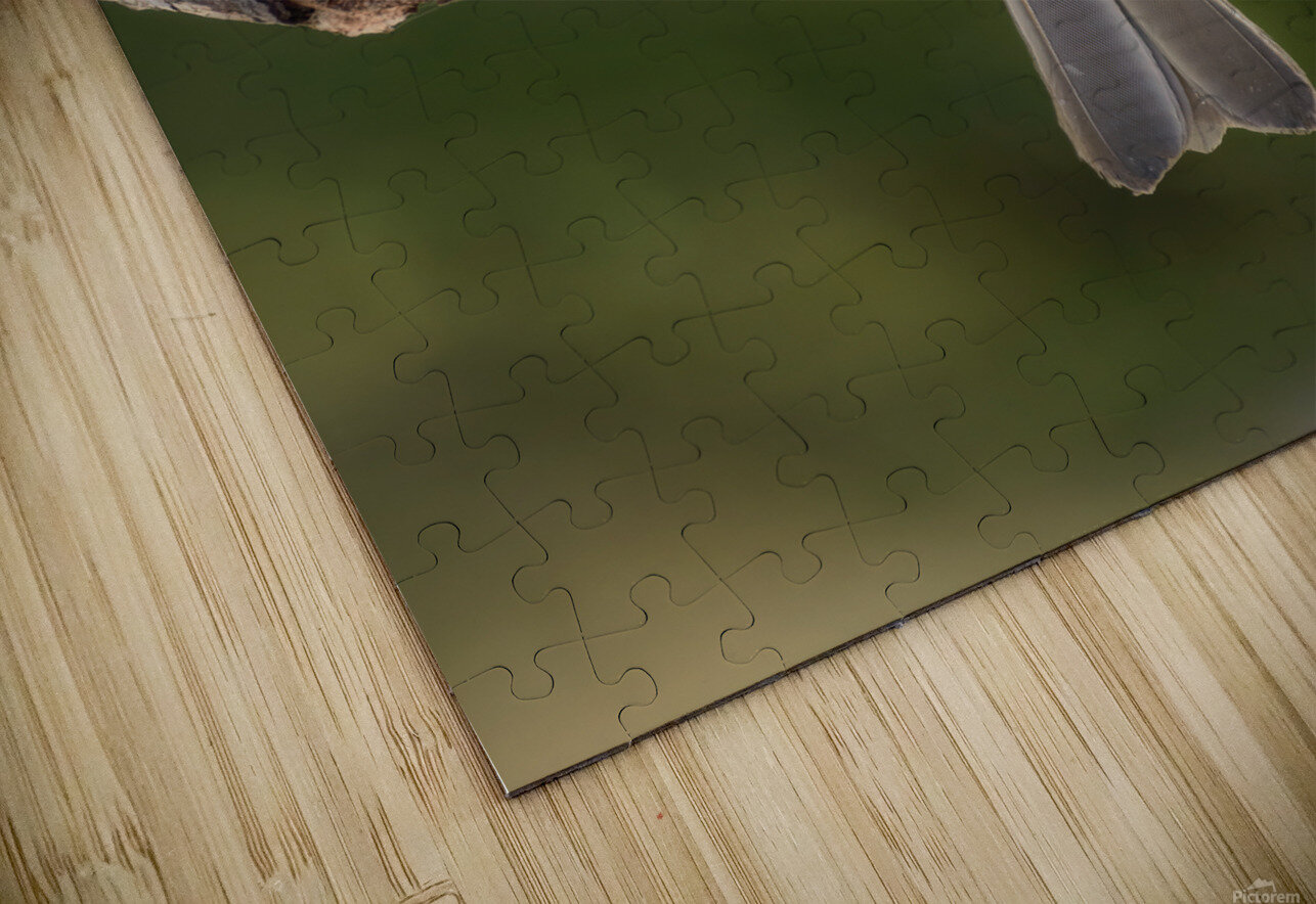 Small cuban bird branch 2 Justin Richard Batten Puzzle