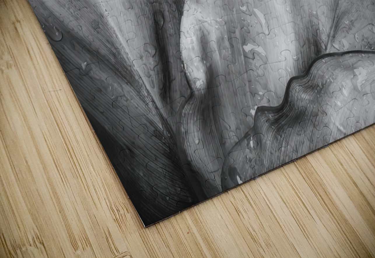 Wet Jungle Leaves closeup BW Justin Richard Batten Puzzle