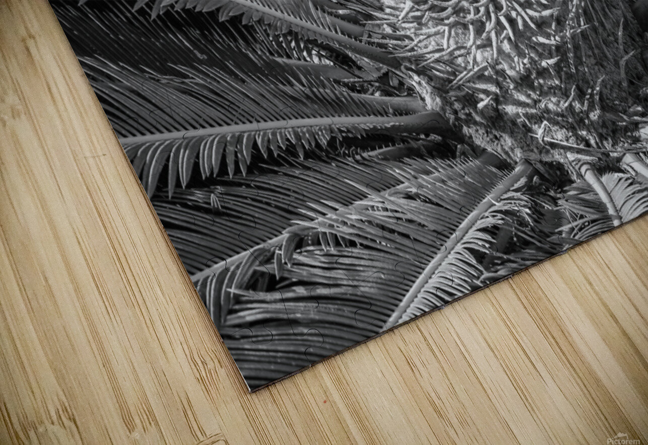 tropical plant centre-bw Justin Richard Batten Puzzle