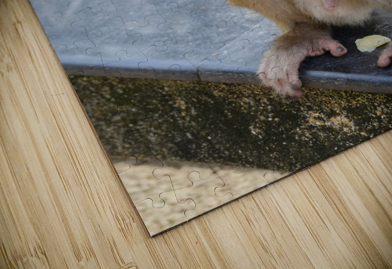 Baby Thai monkey banana Justin Richard Batten Puzzle