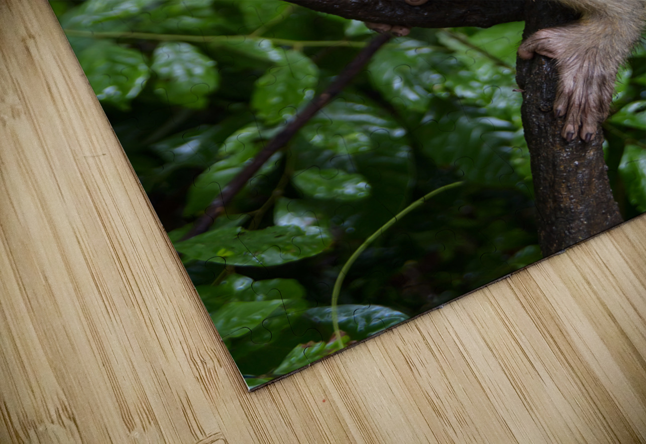 thai monkey 4 Justin Richard Batten Puzzle