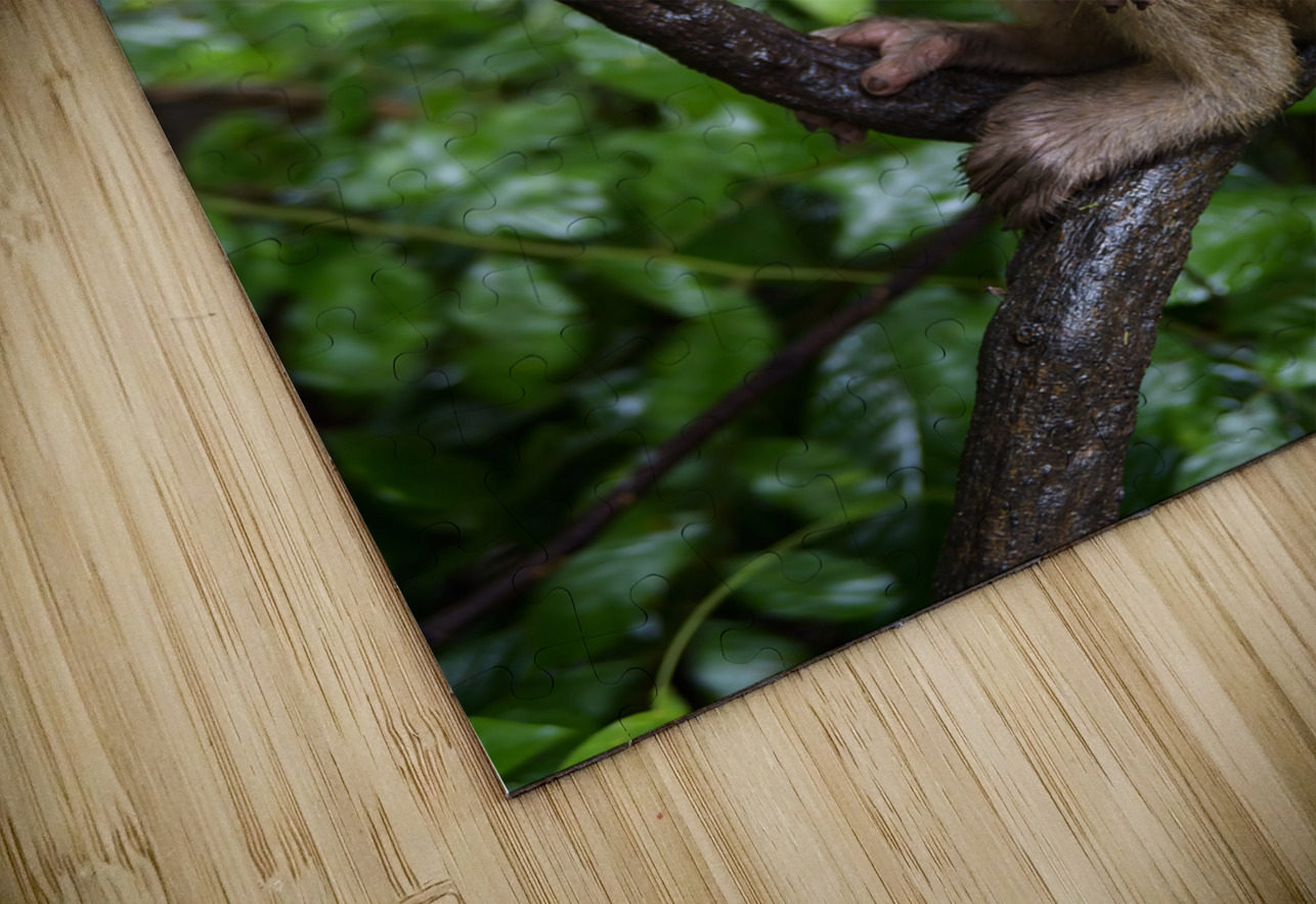 thai monkey 2 Justin Richard Batten Puzzle