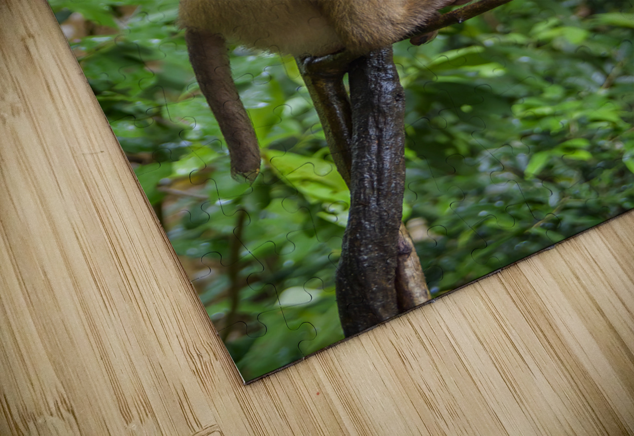 thai monkey 6 Justin Richard Batten Puzzle