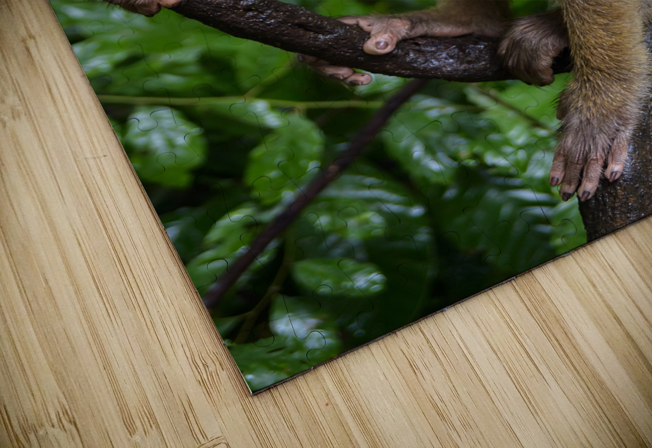 thai monkey 5 Justin Richard Batten Puzzle