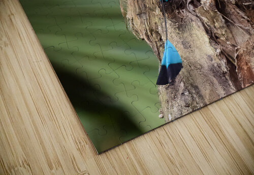 Mot Mot  Clock bird 2 Justin Richard Batten puzzle