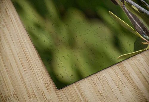 Small Cuban bird branch Justin Richard Batten puzzle