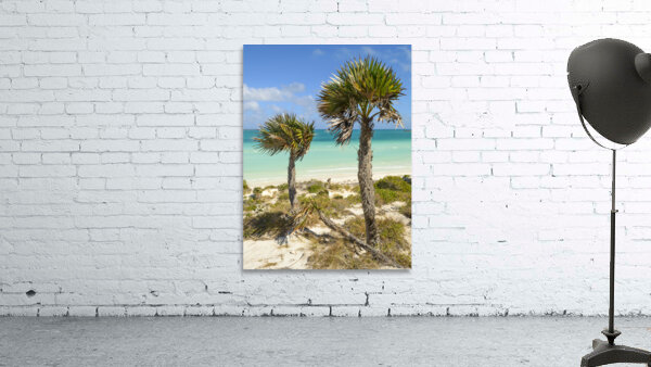 2 palms on Cuban dunes Wall Preview