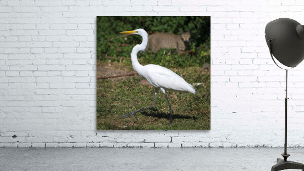 Great white Heron in Cuba Wall Preview
