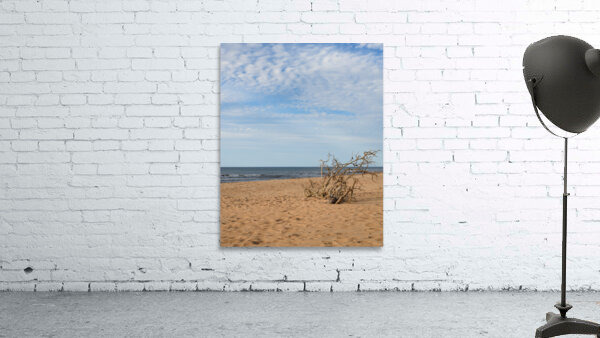 Greenwich beach driftwood art 4 Wall Preview