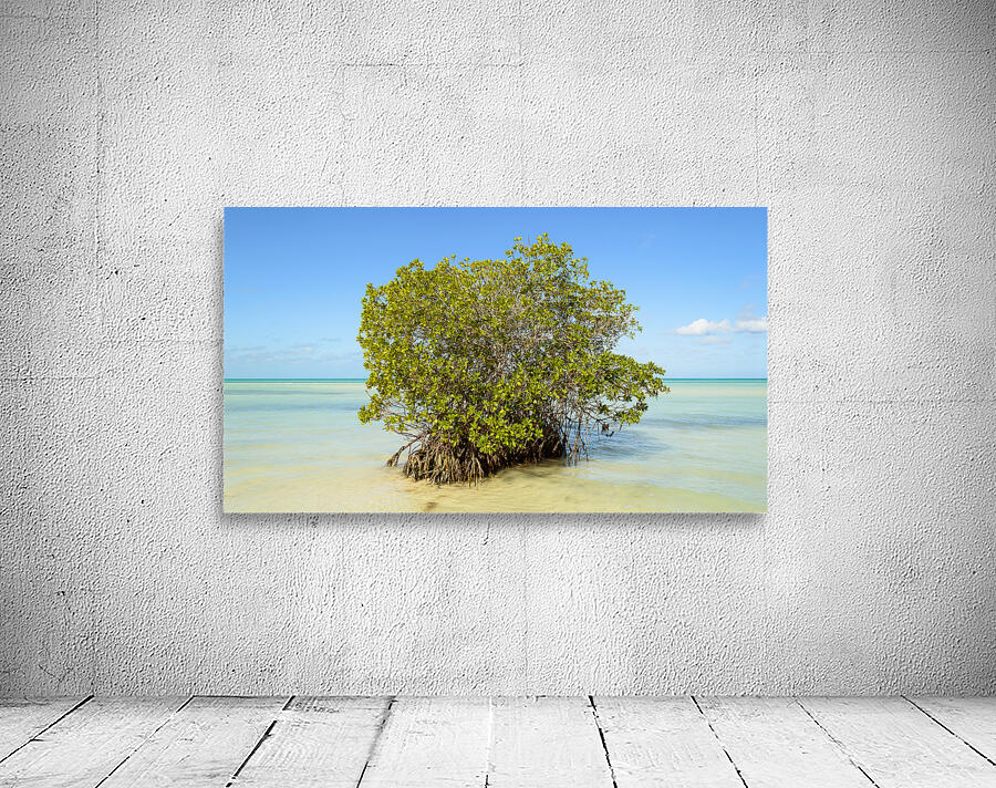 Mangrove on Cuban beach 2 Wall Preview