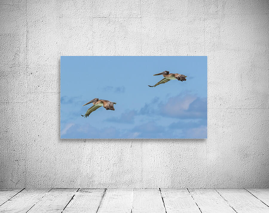Two Cuban pelican in flight Wall Preview