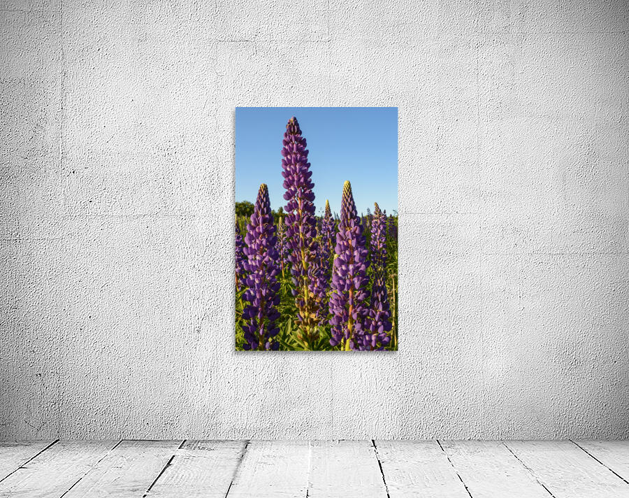Colourful Lupins in Bloom 3 Wall Preview