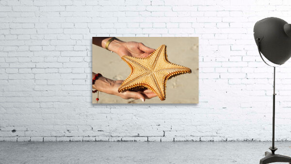 Starfish in womans hands Wall Preview