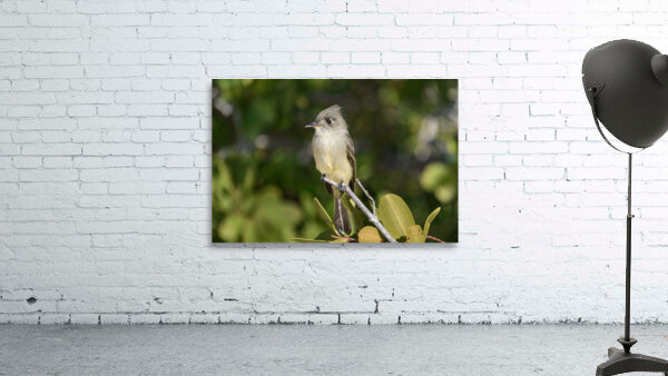 Small Cuban bird branch Wall Preview
