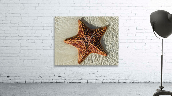 Giant Starfish on beach in ocean Wall Preview
