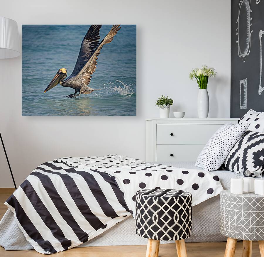 Cuban pelican splash Reproduction