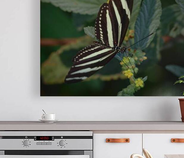 black and white butterfly by Justin Richard Batten