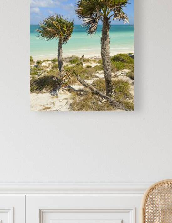 2 palms on Cuban dunes by Justin Richard Batten