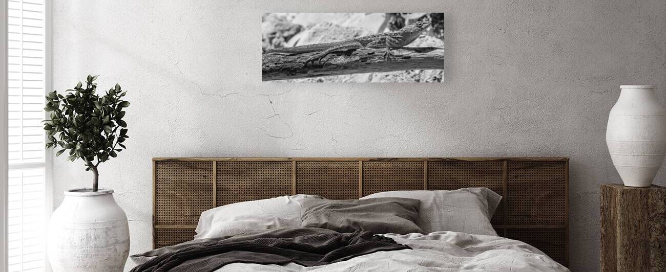 Cuban brown anole in black and white by Justin Richard Batten