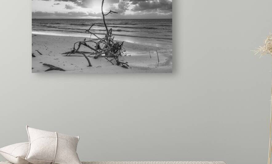 driftwood sunset bw by Justin Richard Batten