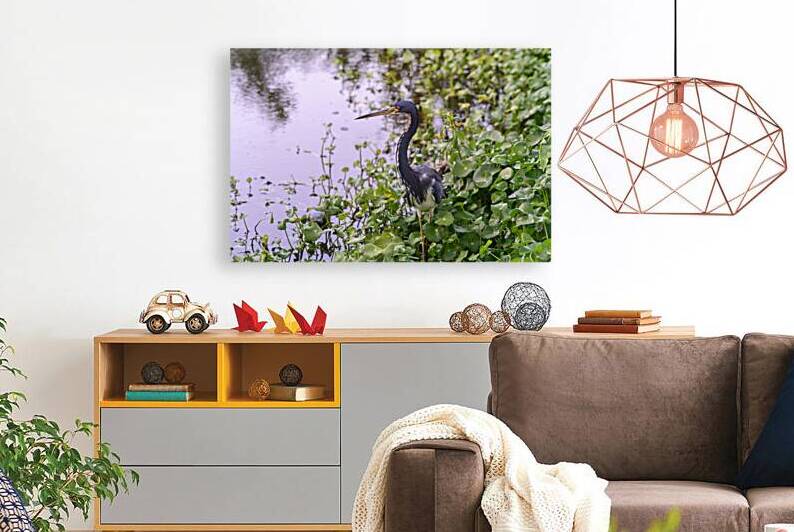 dominican black & white herring by Justin Richard Batten