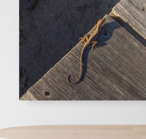 Gecko Anole on boardwalk by Justin Richard Batten