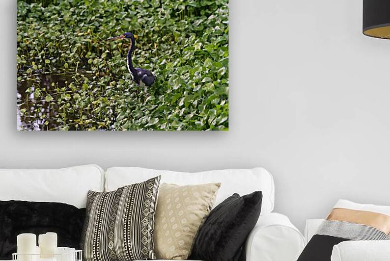 dominican black & white herring 2 by Justin Richard Batten