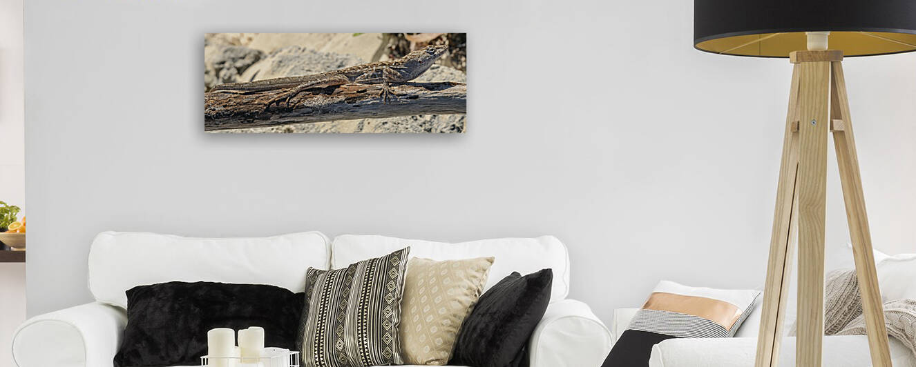 Cuban brown anole on branch by Justin Richard Batten