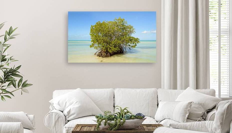 Mangrove on Cuban beach 2 by Justin Richard Batten