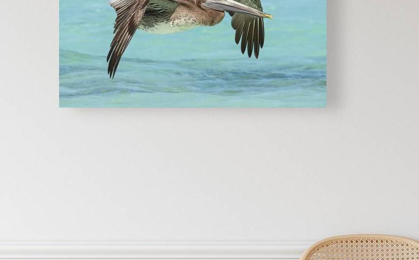 Pelican Cuban 11 by Justin Richard Batten