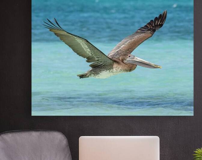 Pelican Cuban - 10 by Justin Richard Batten