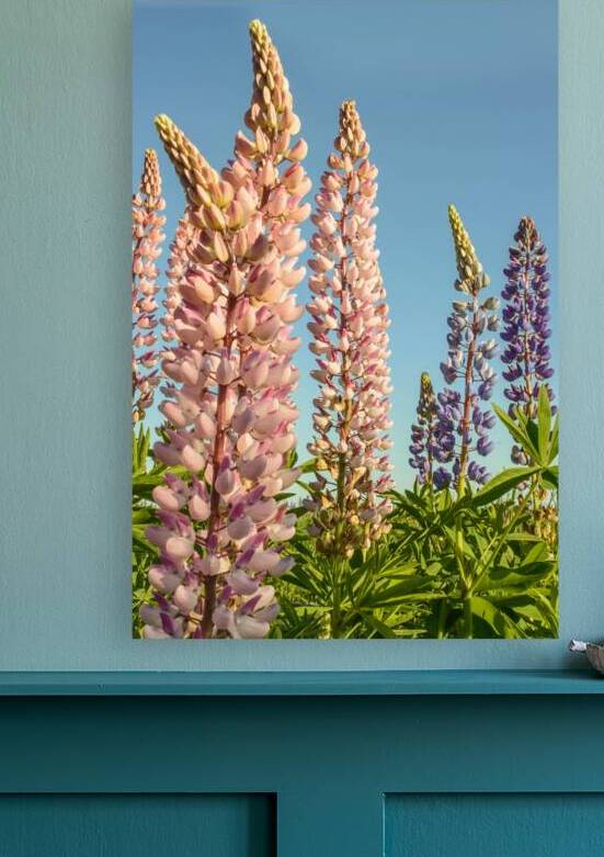 Colourful Lupins in bloom by Justin Richard Batten