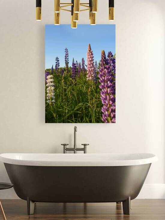 Colourful Lupins in Bloom 4 by Justin Richard Batten