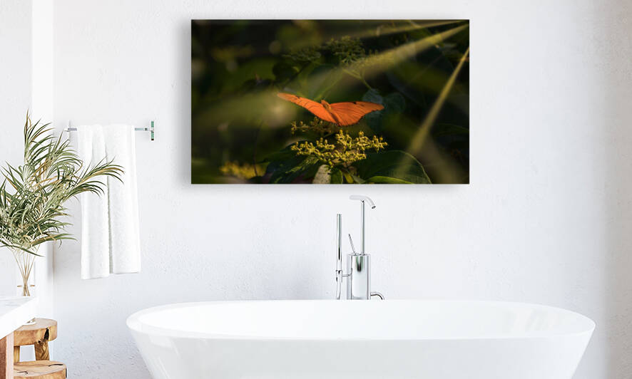 orange butterfly sunrays by Justin Richard Batten