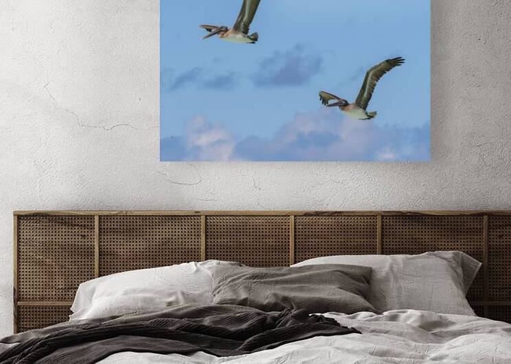 Two Cuban Pelicans in flight 2 by Justin Richard Batten