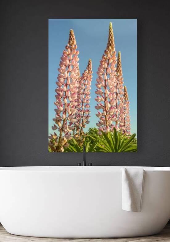 Colourful Lupins in Bloom 2 by Justin Richard Batten