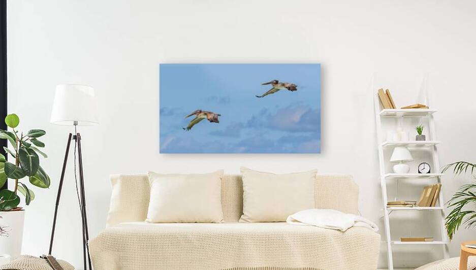 Two Cuban pelican in flight by Justin Richard Batten