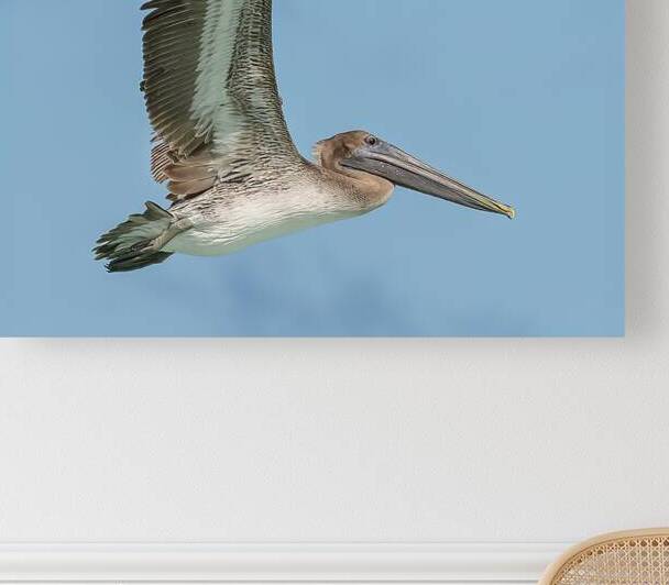 Pelican Cuban 15 by Justin Richard Batten