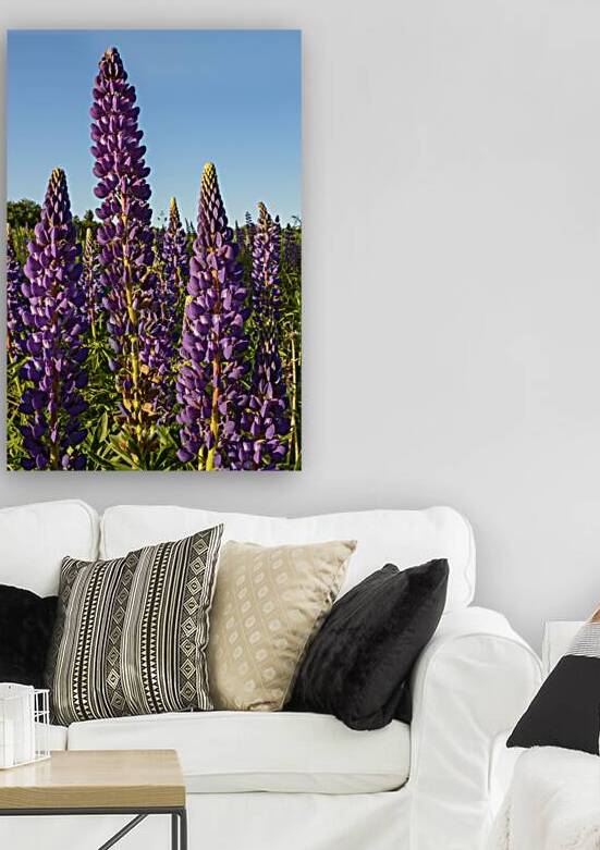Colourful Lupins in Bloom 3 by Justin Richard Batten