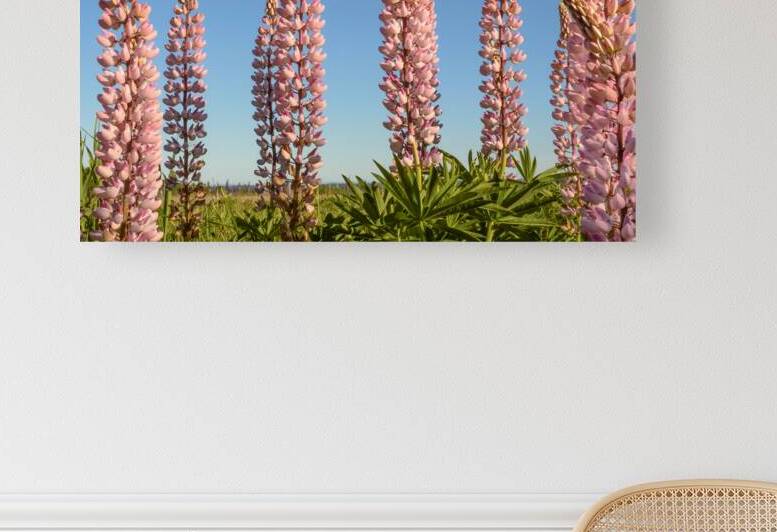 Colourful Lupins in Bloom 5 by Justin Richard Batten