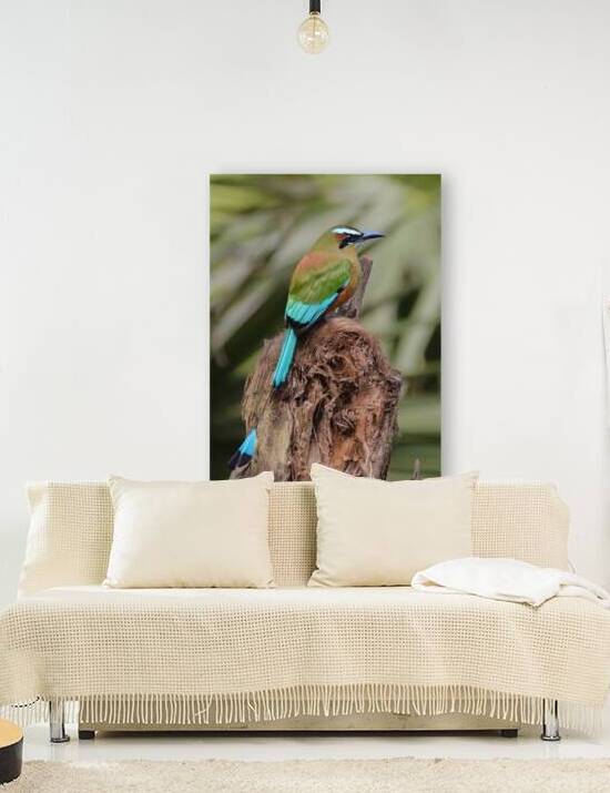 Mot Mot  Clock bird by Justin Richard Batten