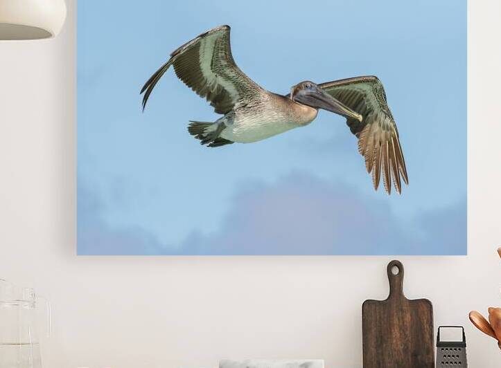 Pelican cuban - 8 by Justin Richard Batten