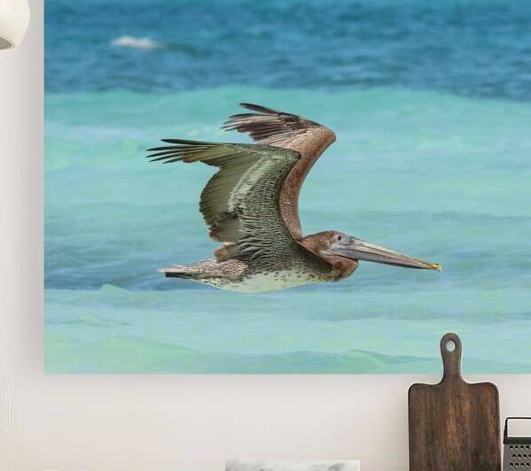 Pelican Cuban 7 by Justin Richard Batten