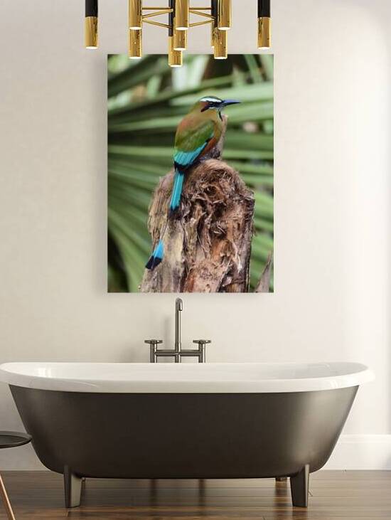 Mot Mot  Clock bird 2 by Justin Richard Batten