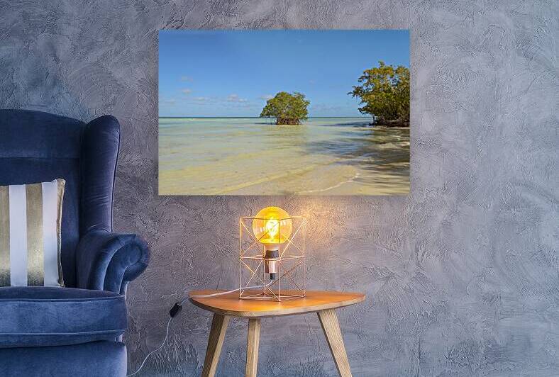 Mangrove on Cuban beach by Justin Richard Batten