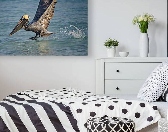 Cuban pelican splash by Justin Richard Batten