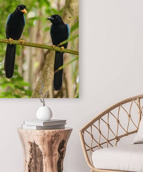 Two Yucatan Blue Jays by Justin Richard Batten