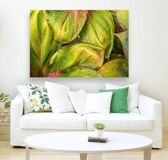 Wet Jungle Leaves closeup by Justin Richard Batten