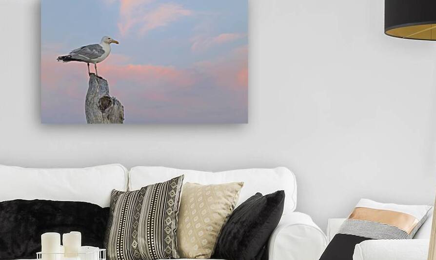 Seagull beautiful sky by Justin Richard Batten